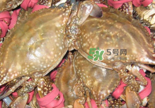 梭子蟹放冷藏還是冷凍？梭子蟹可以放速凍嗎？