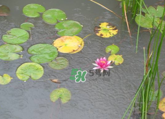 2017處暑會(huì)下雨嗎？處暑會(huì)下雨好嗎？