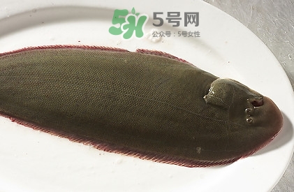 活的龍利魚怎么保存？新鮮龍利魚能放多久