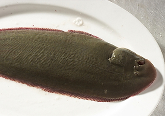 活的龍利魚怎么保存？新鮮龍利魚能放多久