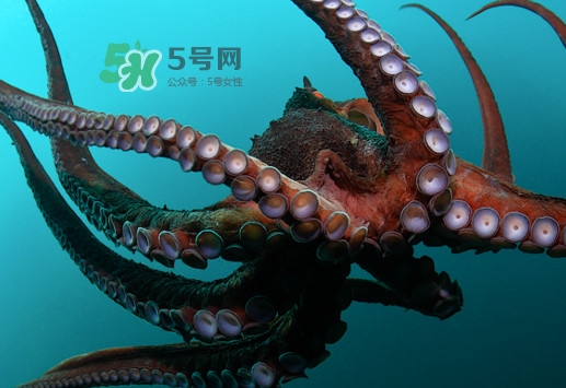 章魚的墨汁有毒嗎？章魚有寄生蟲嗎