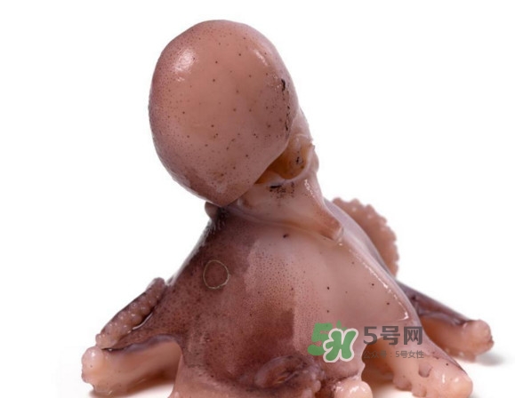 章魚(yú)怎么處理？章魚(yú)怎么殺