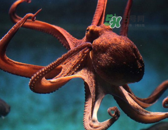 章魚的墨汁有毒嗎？章魚有寄生蟲嗎