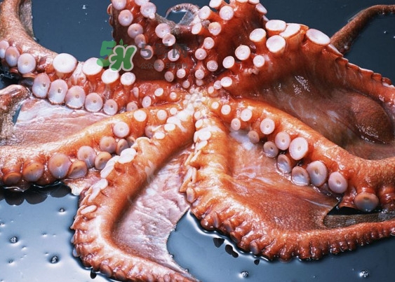 章魚有幾個(gè)心臟？章魚有幾條腿