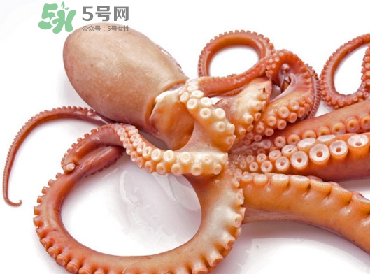 章魚血是什么顏色？章魚血為什么是藍色？