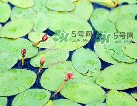 莼菜怎么讀？莼菜是哪里的特產(chǎn)