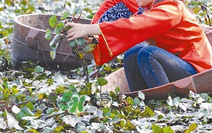 紅菱什么時(shí)候上市？什么時(shí)候采紅菱