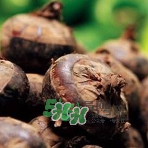 野荸薺是什么樣子的？野荸薺的營養(yǎng)價值