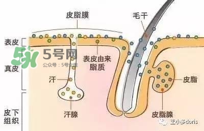 外油內(nèi)干的皮膚怎么護(hù)理 先補水還是先控油