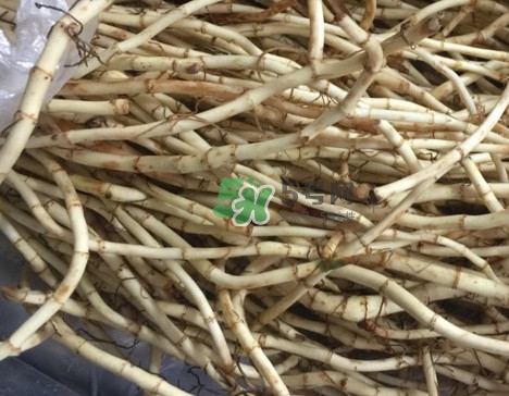 魚腥草干的好還是新鮮的好？干的魚腥草怎么吃最好