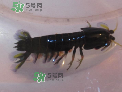 七彩神蝦是什么蝦？七彩神蝦怎么回事？