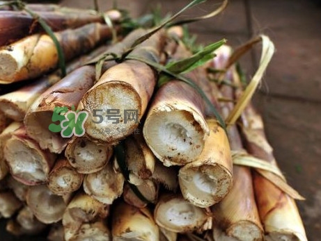 苦筍什么季節(jié)才有？苦筍什么時(shí)候成熟
