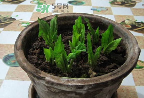八月份可以種菠菜嗎？波菜8月中旬種可以嗎？