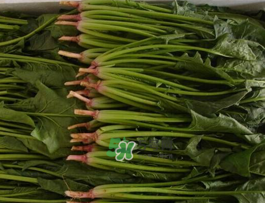 八月份可以種菠菜嗎？波菜8月中旬種可以嗎？