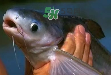 巴沙魚是鯰魚嗎？巴沙魚是海魚嗎