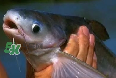 巴沙魚(yú)有刺嗎？巴沙魚(yú)有寄生蟲(chóng)嗎