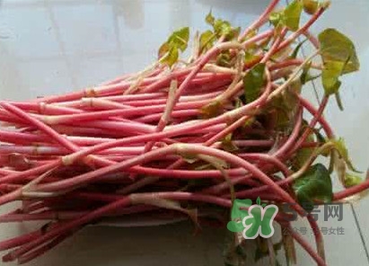 魚腥草一次吃多少最好？魚腥草一天吃多少合適