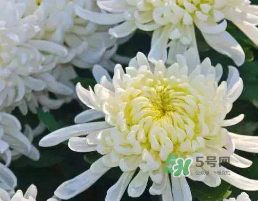 八月份能扦插菊花嗎？菊花可以8月份扦插嗎？