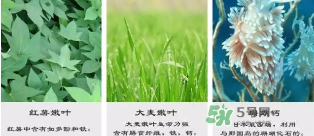pola青汁效果怎么樣？pola青汁酵素酵素功效