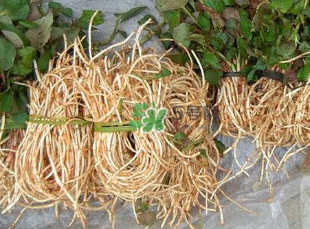 魚腥草什么季節(jié)有？魚腥草什么時候采摘最好