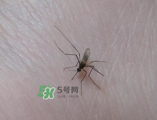 九月份還有蚊子嗎？9月份還有蚊子嗎？