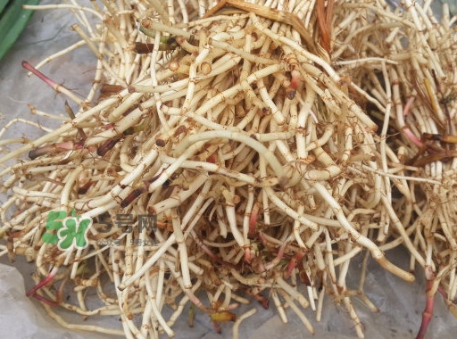 新鮮的折耳根怎么保存？折耳根能放多久
