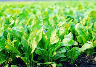 八月份可以種菠菜嗎？波菜8月中旬種可以嗎？