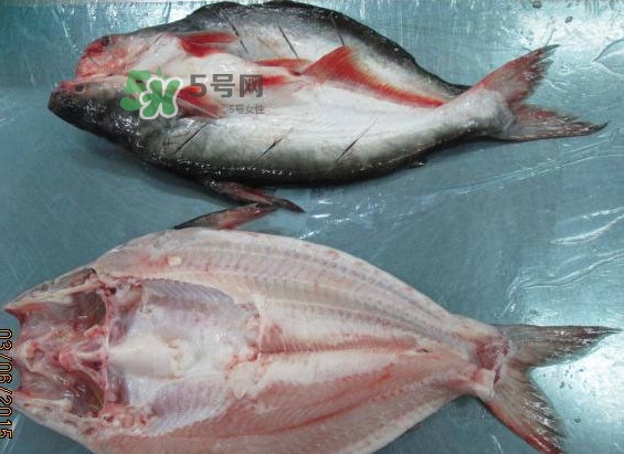 巴沙魚是鯰魚嗎？巴沙魚是海魚嗎