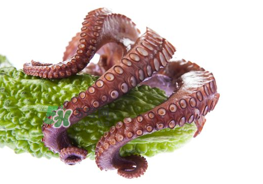 八爪魚什么季節(jié)最好吃？八爪魚什么時(shí)候有籽？
