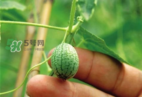 世界上最小西瓜來(lái)了 世界上最小西瓜怎么吃？