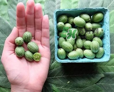 世界上最小西瓜是拇指西瓜嗎？世界上最小西瓜帶皮吃嗎