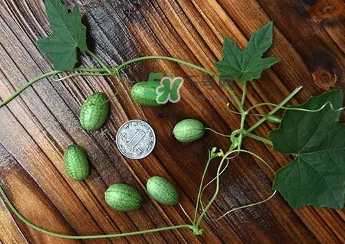 拇指西瓜多少錢一斤？拇指西瓜一口能吃幾個(gè)？