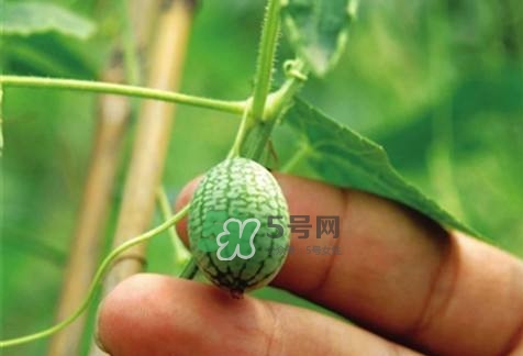 拇指西瓜怎么種？拇指西瓜為什么那么小