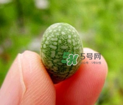 拇指西瓜什么時(shí)候上市？拇指西瓜什么時(shí)候成熟