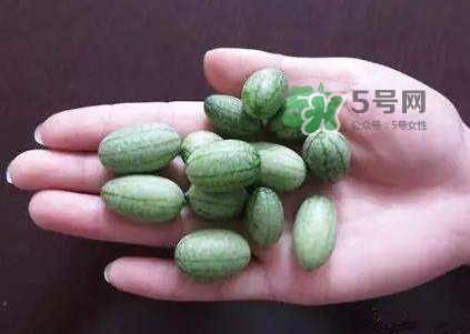 拇指西瓜怎么種？拇指西瓜為什么那么小