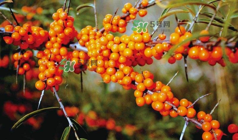 沙棘是什么？沙棘的功效與作用