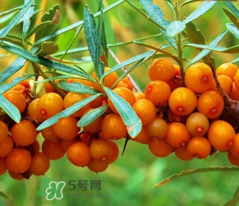沙棘怎么吃？沙棘果的食用禁忌
