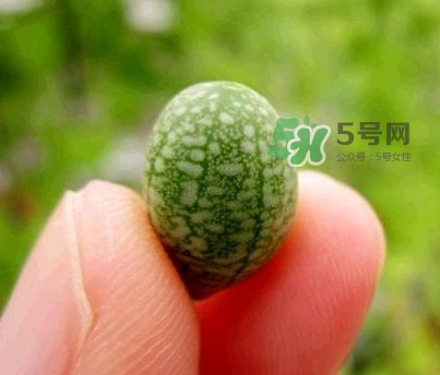 拇指西瓜怎么吃？拇指西瓜好吃嗎