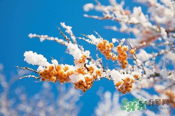沙棘是什么？沙棘的功效與作用
