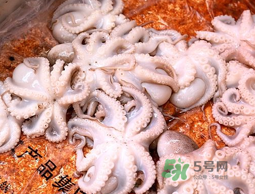 八爪魚可以冷凍嗎？八爪魚可以放冰箱嗎？