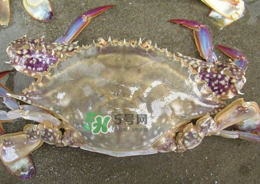 梭子蟹養(yǎng)殖的嗎？梭子蟹養(yǎng)殖和野生的區(qū)別