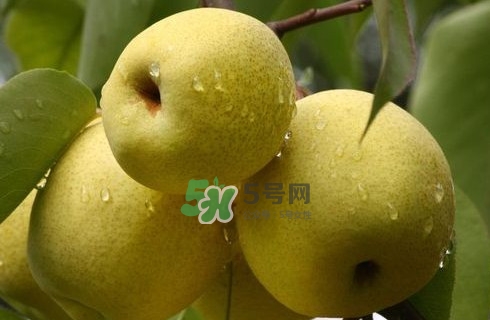 梨子是發(fā)物嗎？梨子是不是不能分著吃