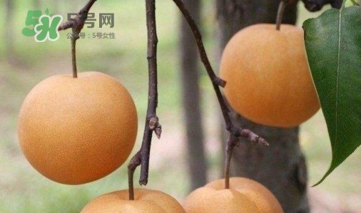 梨子什么時(shí)候吃最好？梨子什么時(shí)候成熟