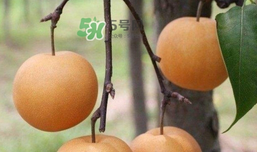 梨子是發(fā)物嗎？梨子是不是不能分著吃