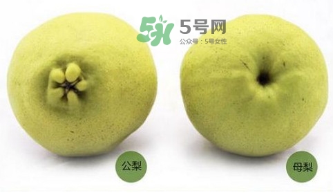 梨子有公母之分嗎？梨子怎么分辨公母