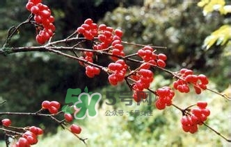 怎么看男人腎好不好？男人腎虛吃什么調(diào)理？