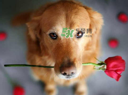 七夕可以提前送花嗎？七夕節(jié)提前幾天送花好？