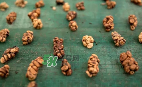 貓屎咖啡是怎么來的？貓屎咖啡的由來