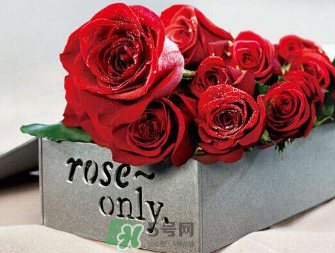 roseonly怎么樣？roseonly好看嗎？