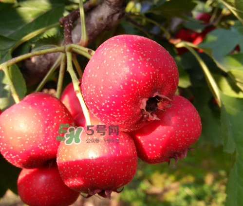 山楂什么人不能吃？山楂什么時(shí)候吃效果好